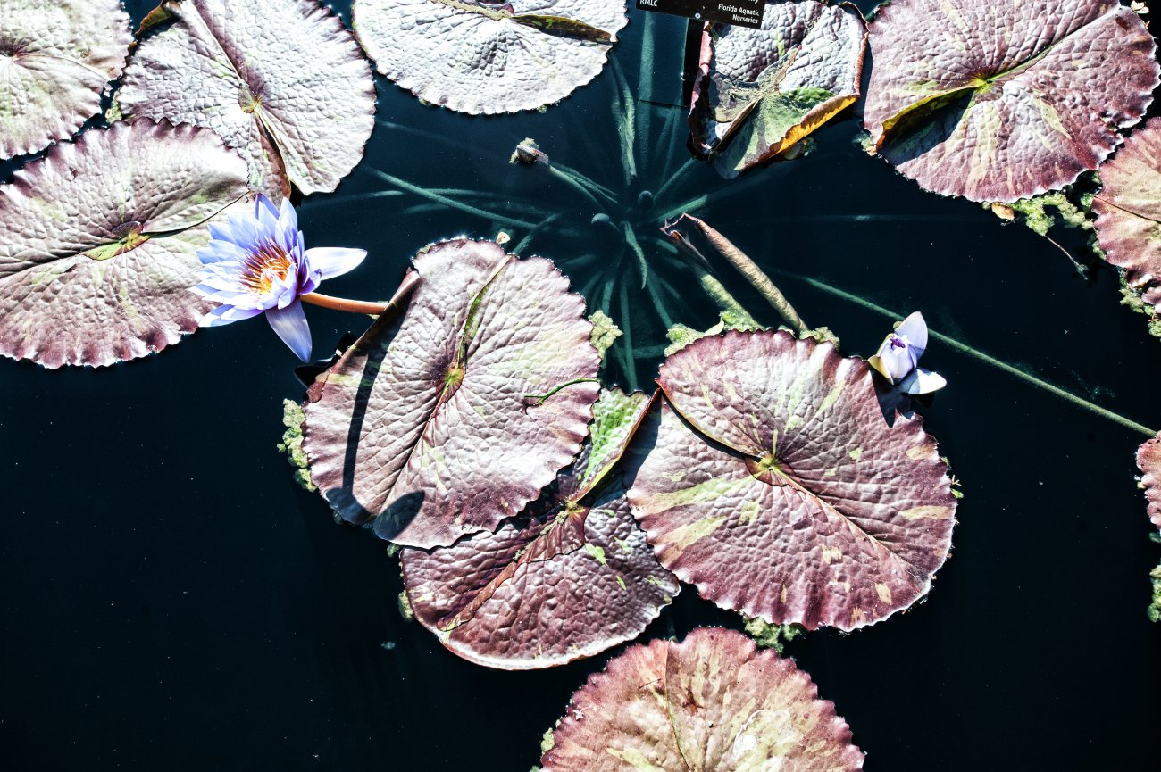 Senior Portraits with Zoe at the Denver Botanic Gardens