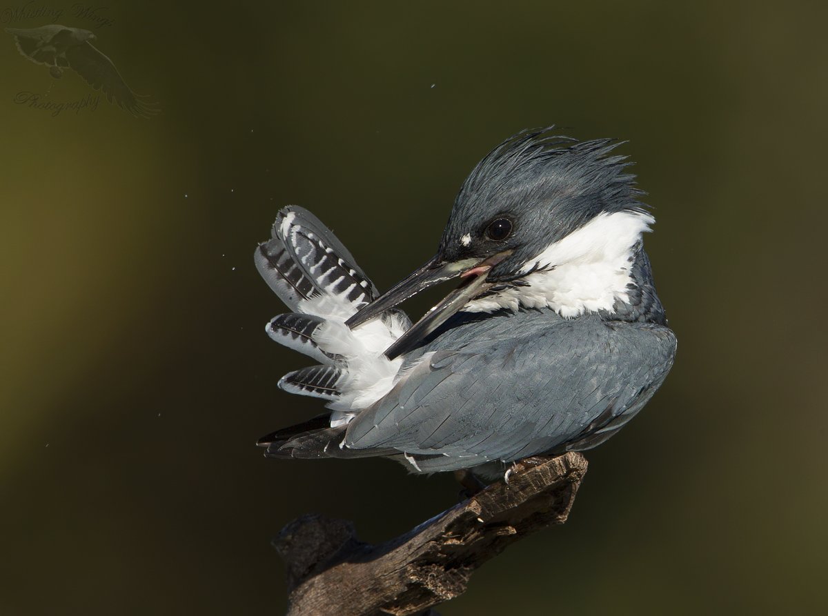 Belted Kingfisher With A Fish (plus an interesting foot adaptation) –  Feathered Photography