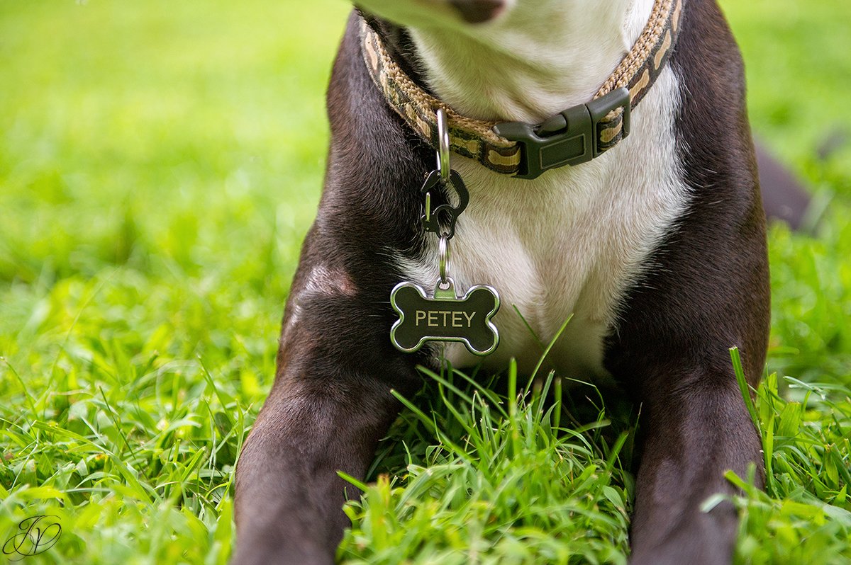 dog rescue, albany pet portrait photographer
