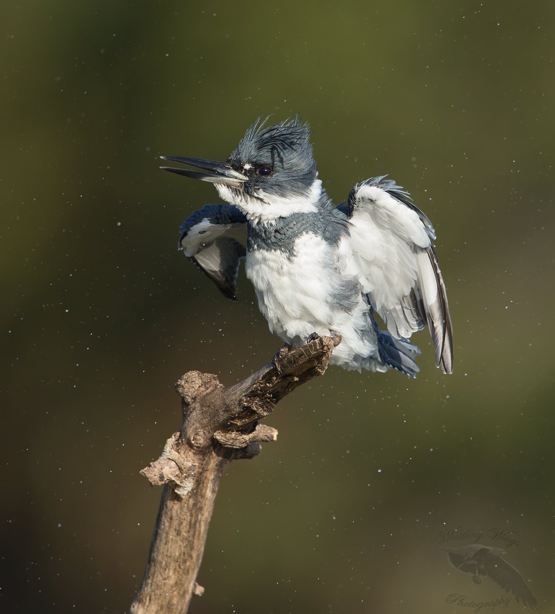 Belted Kingfisher Stunning, Tossing And Swallowing Prey – Feathered  Photography