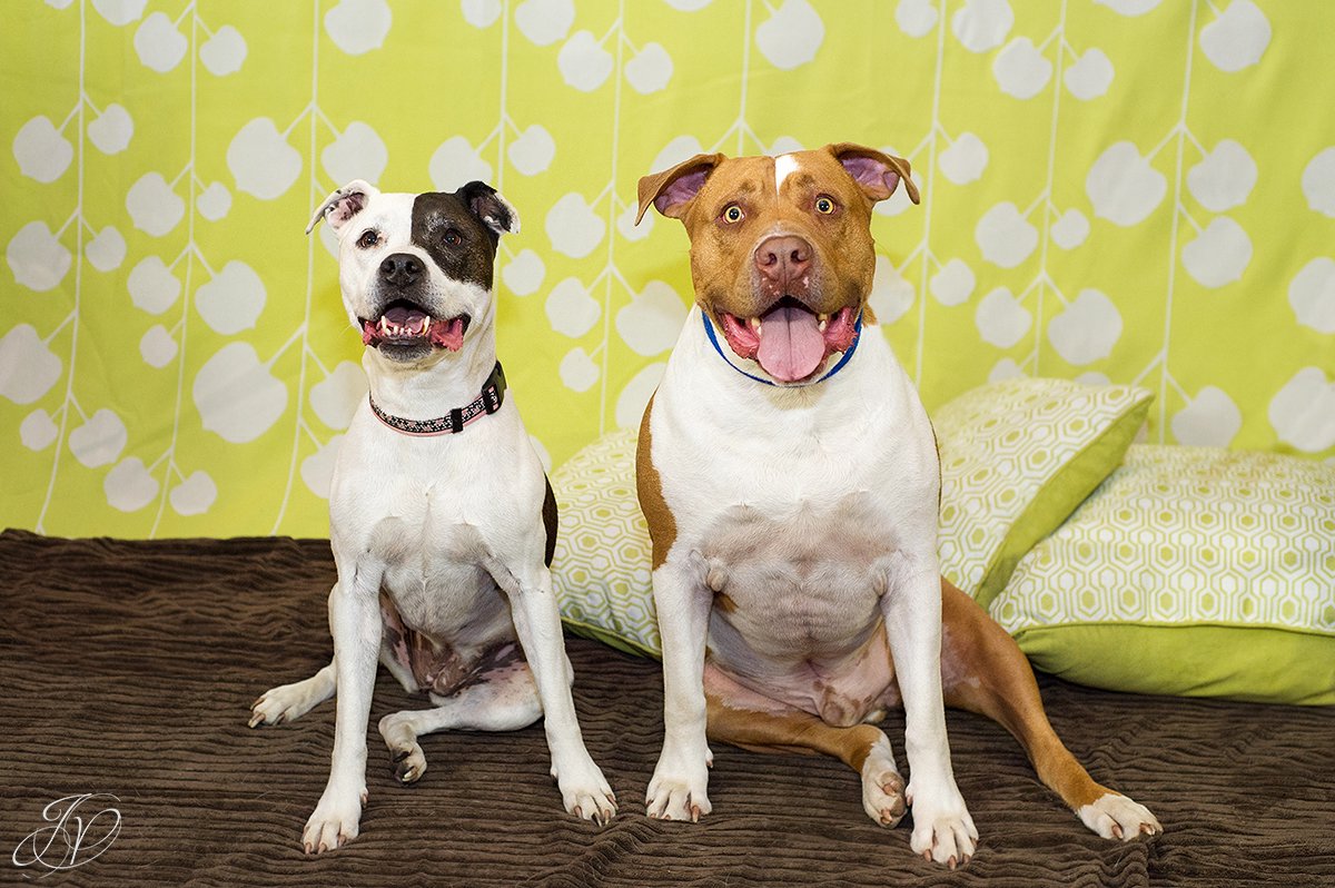 dog portrait fundraiser, fundraiser for dog shelter, regional animal shelter