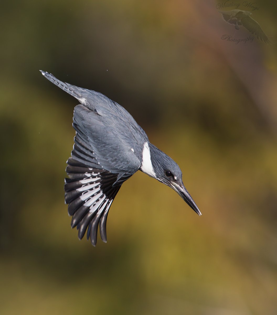 Belted kingfishers are supreme at high-diving, plunging into