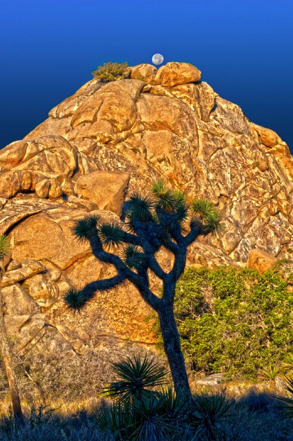 Web Of Spines   20x30 / 26x40 / Custom