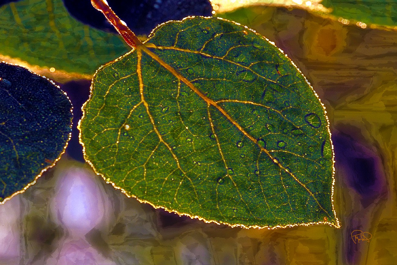 Sun Ray Shadows   20x30 / 26x40 / Custom