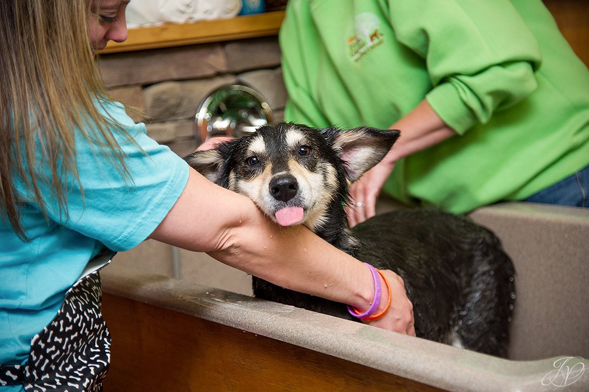 Dog getting bath, bathing a dog photo, harveys home garden and pet center, canine skin disease, regional animal shelter