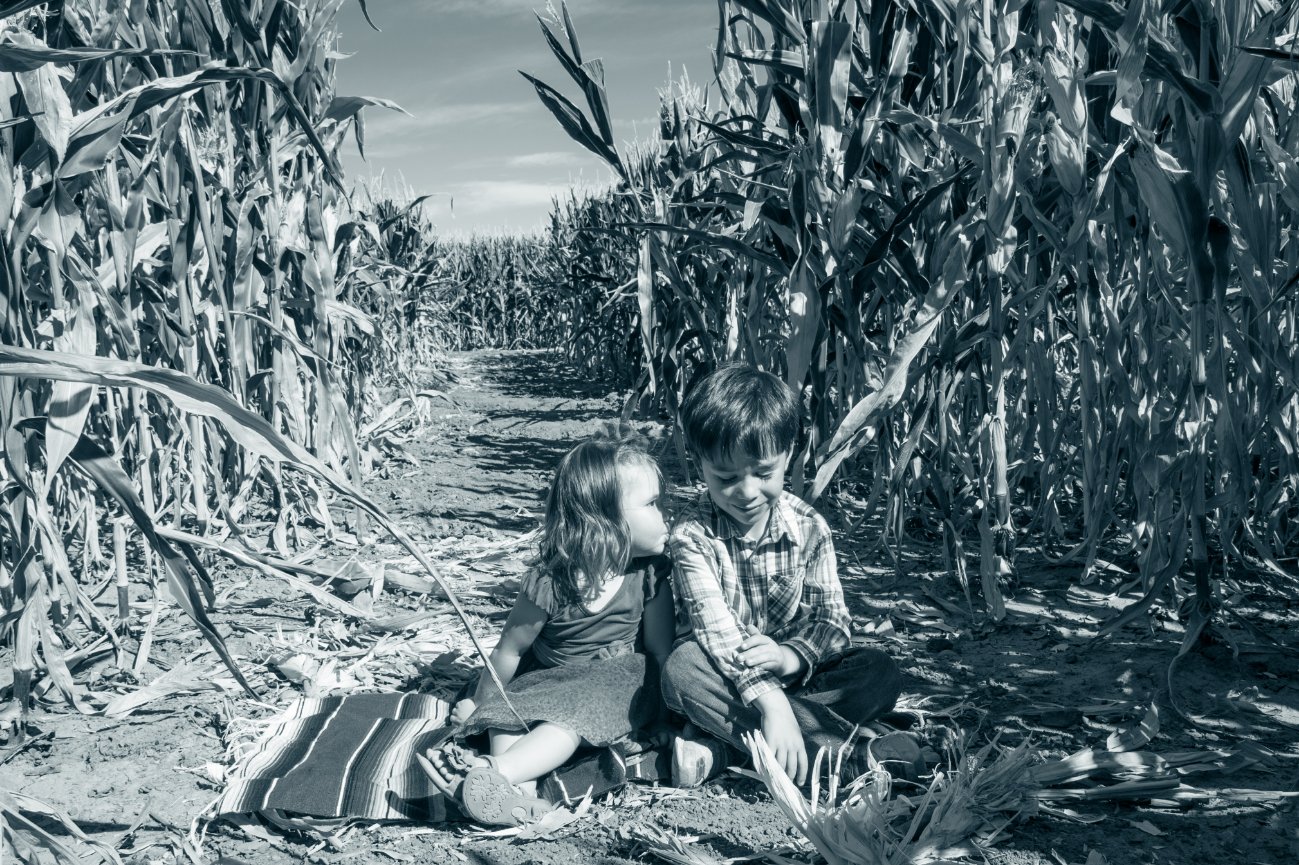 Pfaff Family Portraits in a corn field