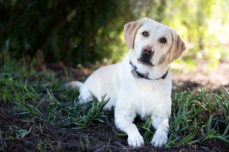 los angeles pet photographer