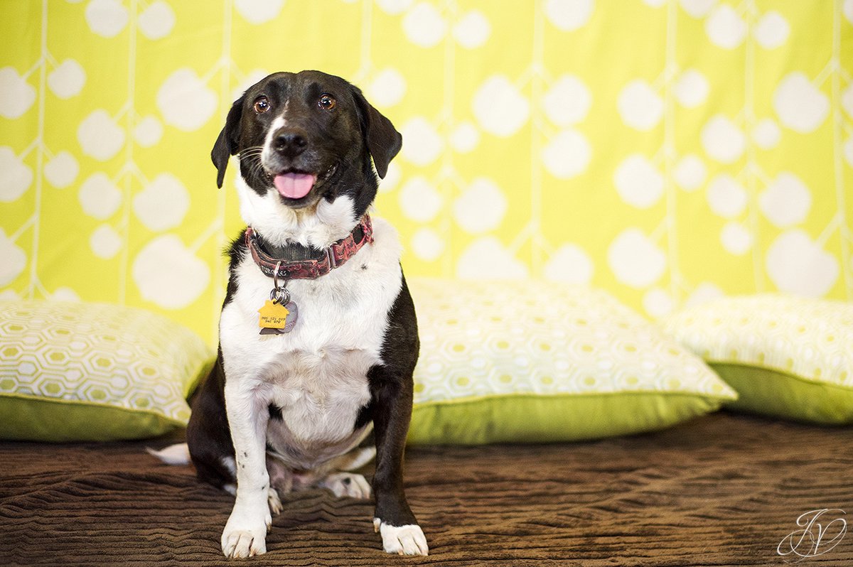 dog portrait fundraiser, fundraiser for dog shelter, regional animal shelter
