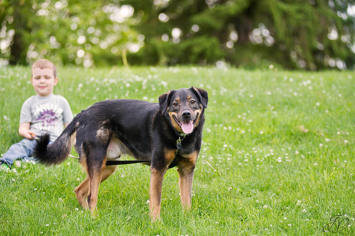 cute dog with his owner