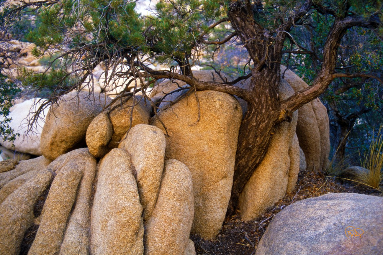 First Rays   20x30 / 26x40 / Custom