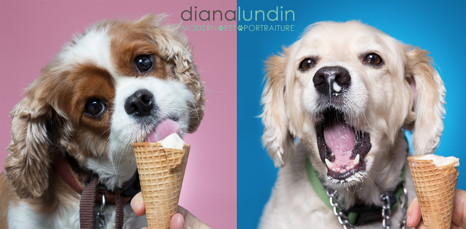 Photo of two dogs eating ice cream cones.