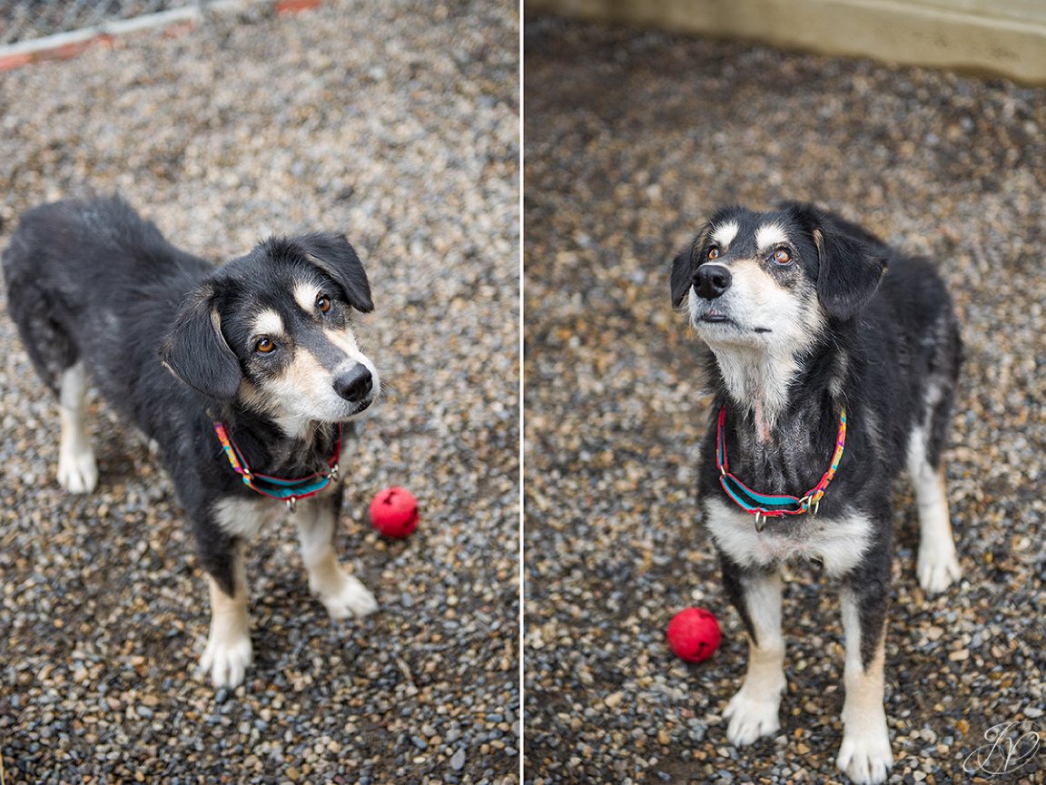 rescued dog photo, regional animal shelter, dog rescue photo, canine skin disease photo