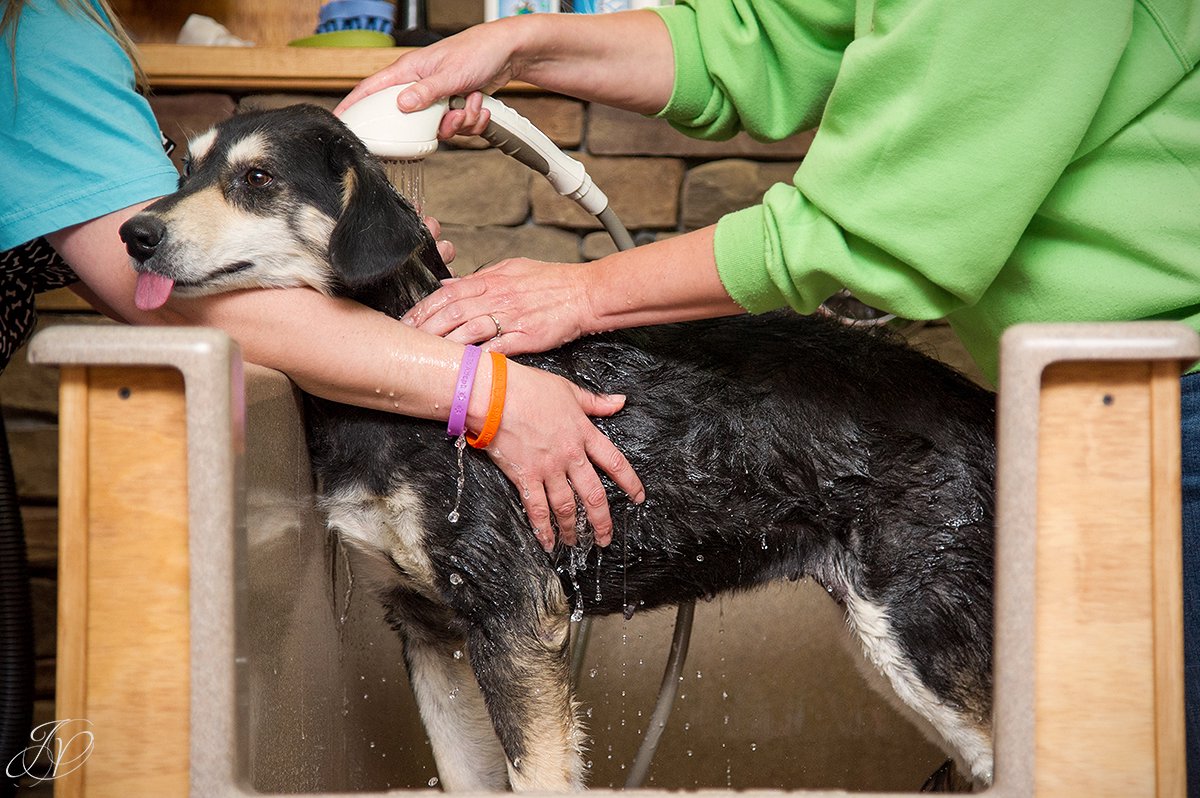 Dog getting bath, bathing a dog photo, harveys home garden and pet center, canine skin disease, regional animal shelter