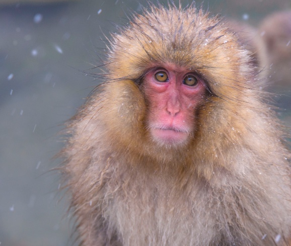 Snow Monkeys Camera Lens Recommendation - Blain Harasymiw Photography