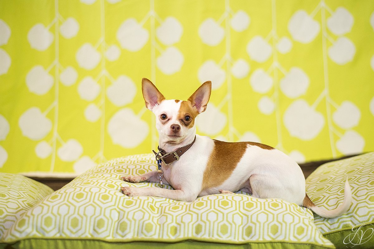 dog portrait fundraiser, fundraiser for dog shelter, regional animal shelter