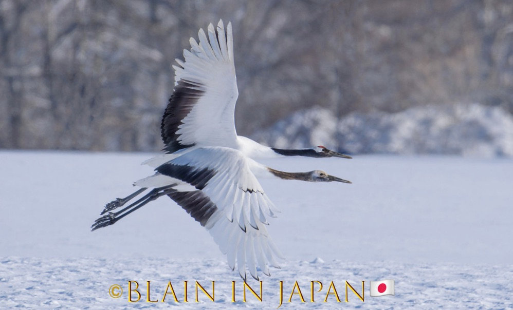 Discover Matsumoto Castle on a Hokkaido Photo Tour with JDS!