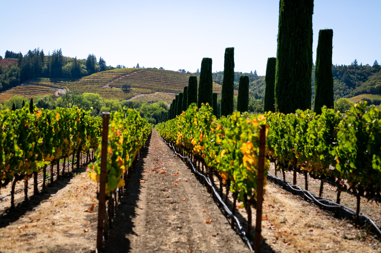 Ferrari Carano Fall 21 Mini Sessions