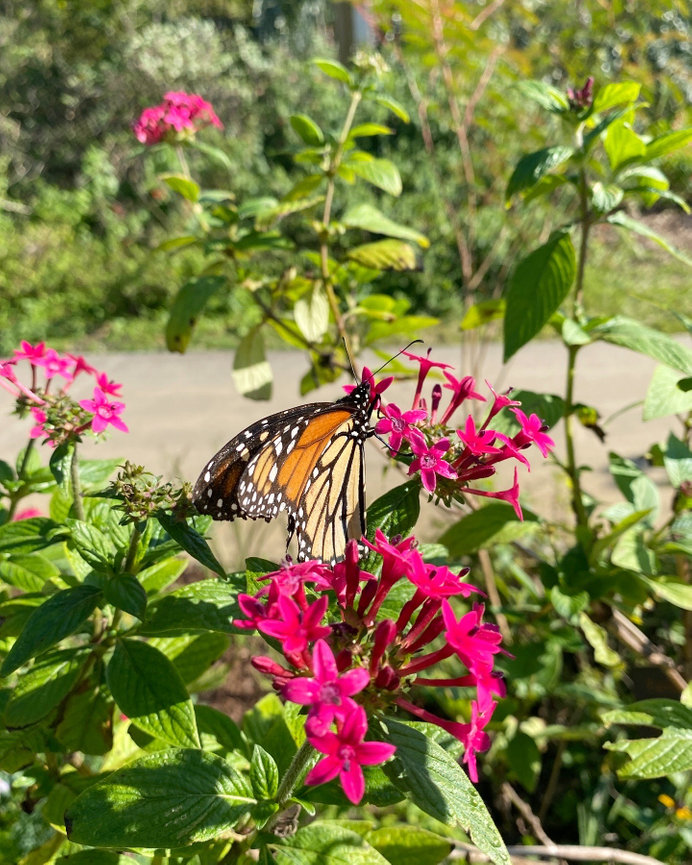 Jupiter in Cancer: What It Means for Your Rising Sign