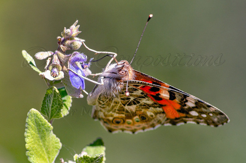 Kaiyah Takota The Final Chapter - A Novel Husky: Chapter 48