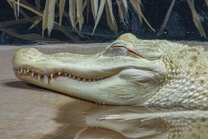 Kaiyah Takota The Final Chapter - A Novel Husky: Chapter 48