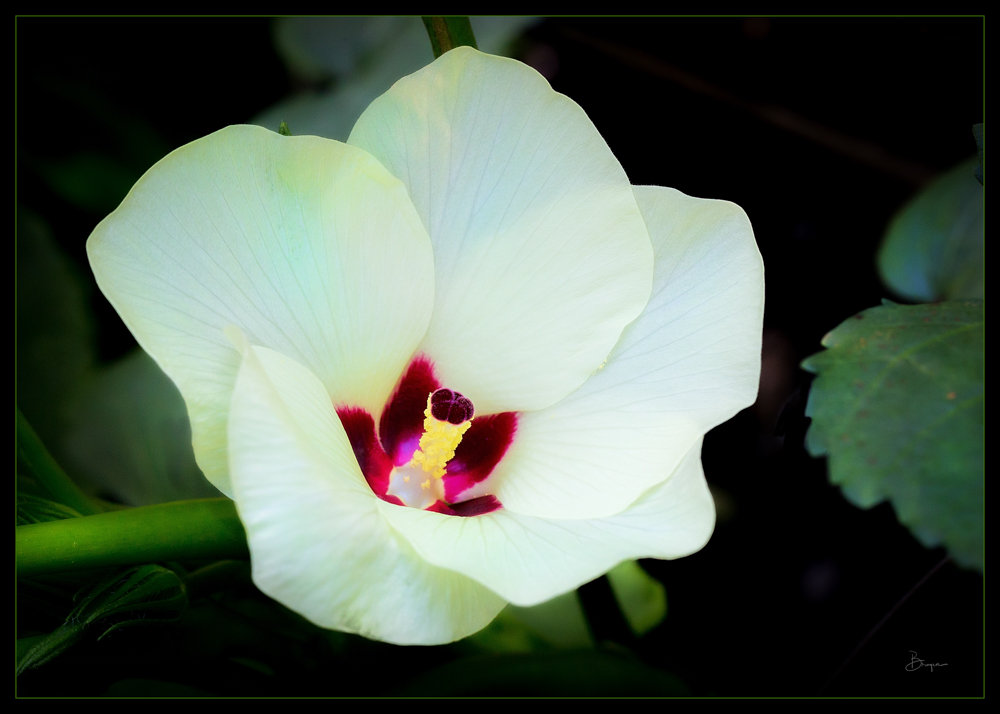 SENIOR PORTRAIT SESSION