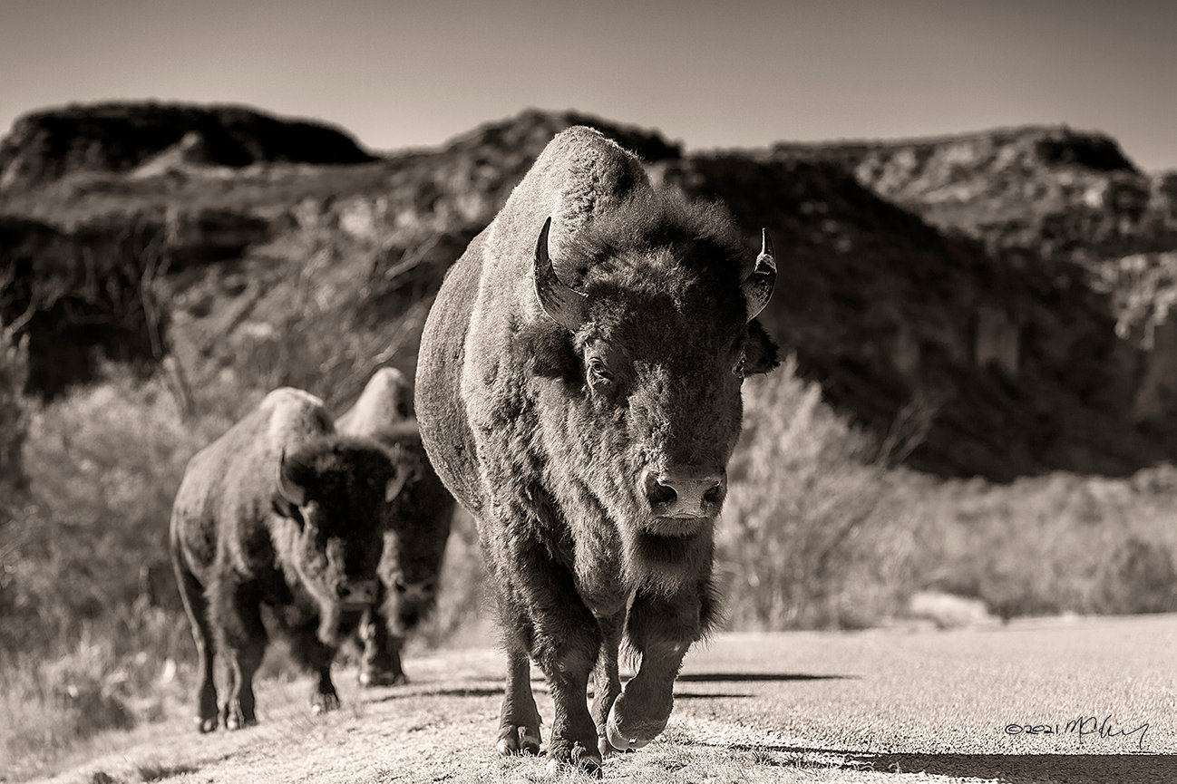 28 DAYS WEST: Caprock Canyons