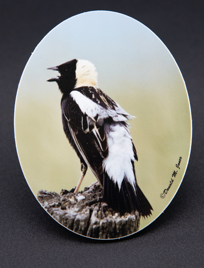 Bobolink S6 463