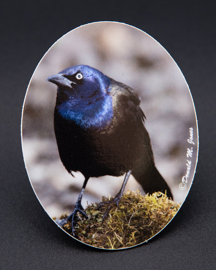 Common Grackle S4 464