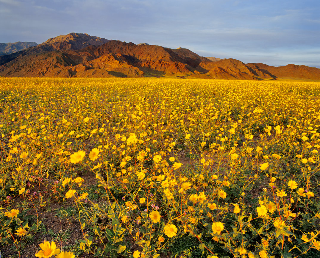 Death Valley Wildflowers CH 4072