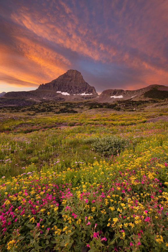 Logan Wildflowers CH 4161