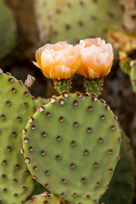 Prickly Pear Flowers CH 4180