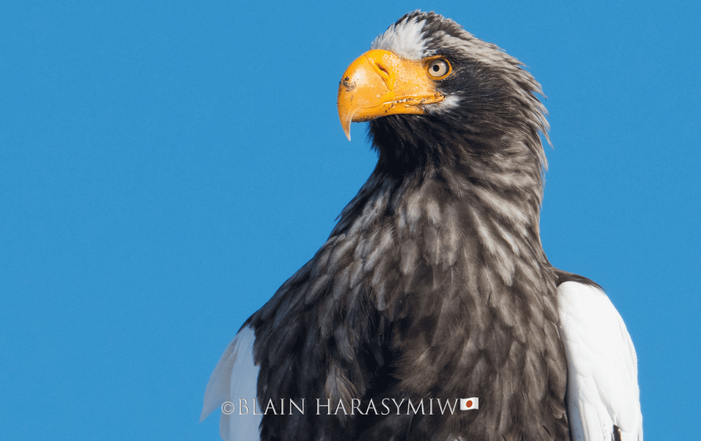 Niigata Private Photo Tour – Wildlife, Birding, and Rice Field Photography in Japan’s Hidden Gem