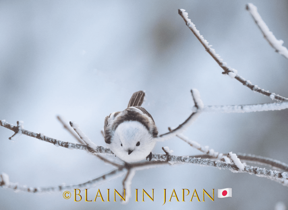 Photograph the Iconic Shima Enaga on a Winter Wildlife Tour in Hokkaido