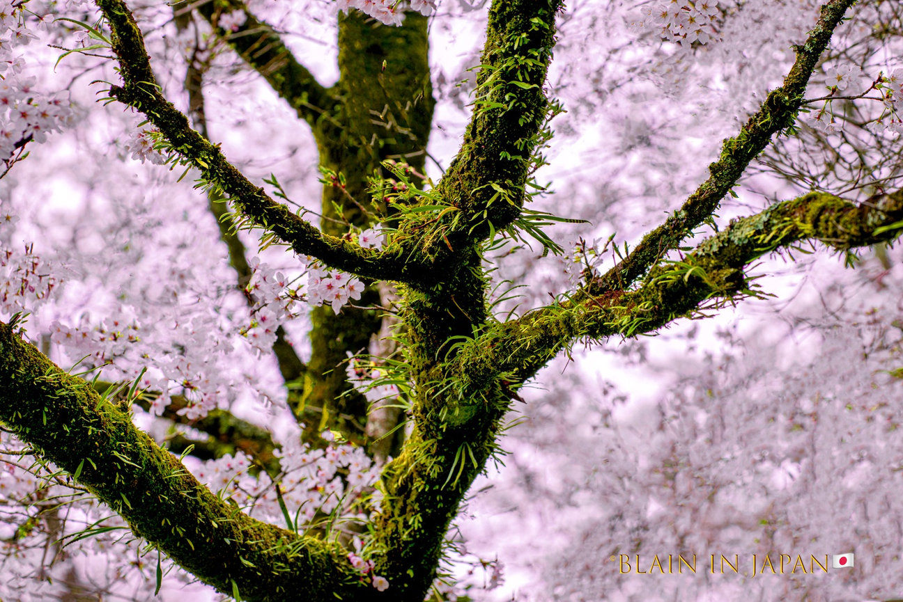 Hirosaki Castle Tohoku Japan Photography Workshop Tour