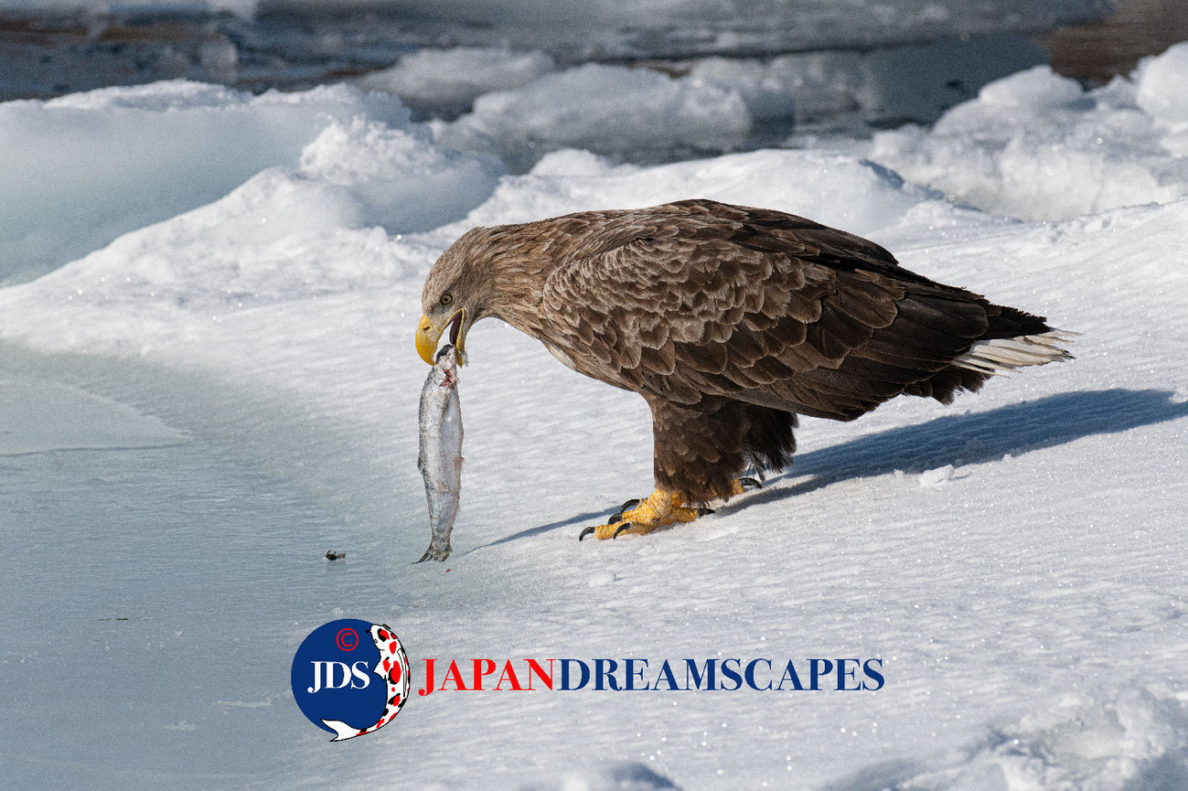 Discover Matsumoto Castle on a Hokkaido Photo Tour with JDS!