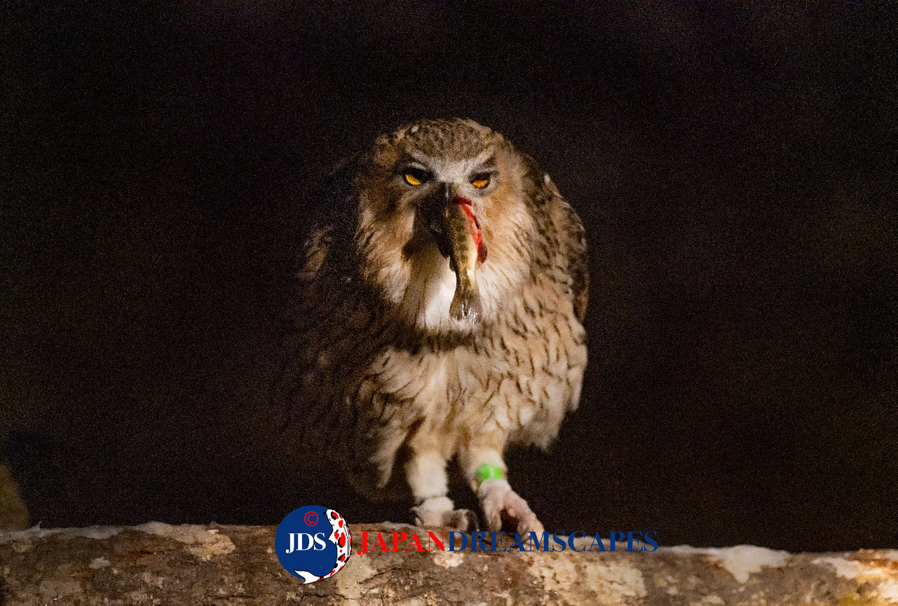 Discover Matsumoto Castle on a Hokkaido Photo Tour with JDS!