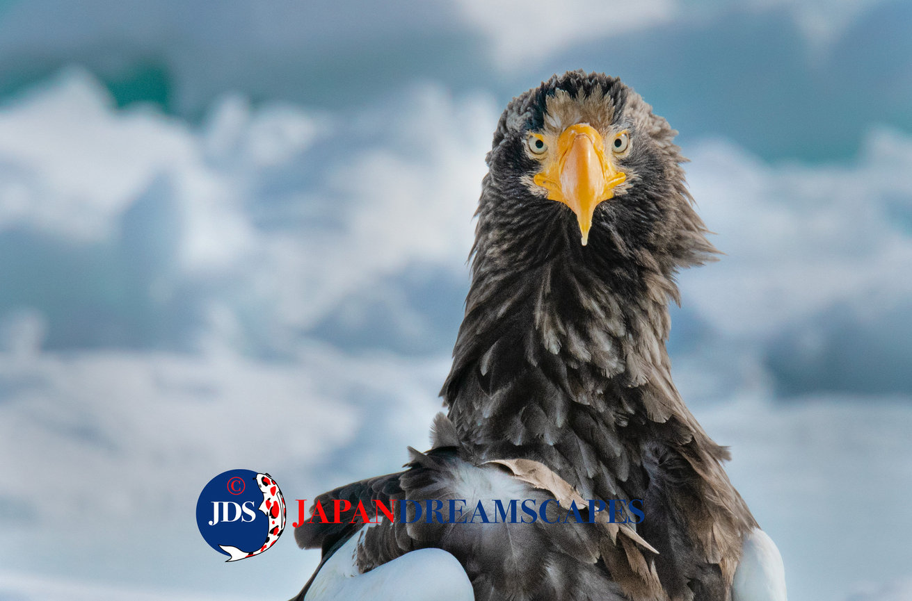 Discover Matsumoto Castle on a Hokkaido Photo Tour with JDS!