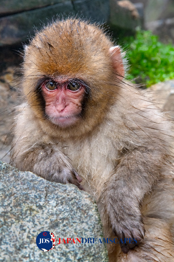 Autumn Leaves Photography Tour at Mt. Fuji and the Fuji Five Lakes