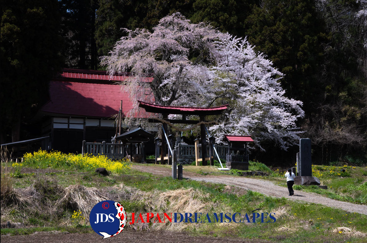 Autumn Leaves Photography Tour at Mt. Fuji and the Fuji Five Lakes