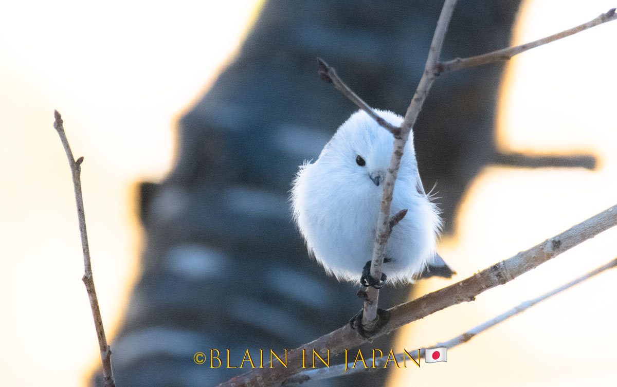 The Shima Enaga a Bonny Bird - Blain Harasymiw Photography