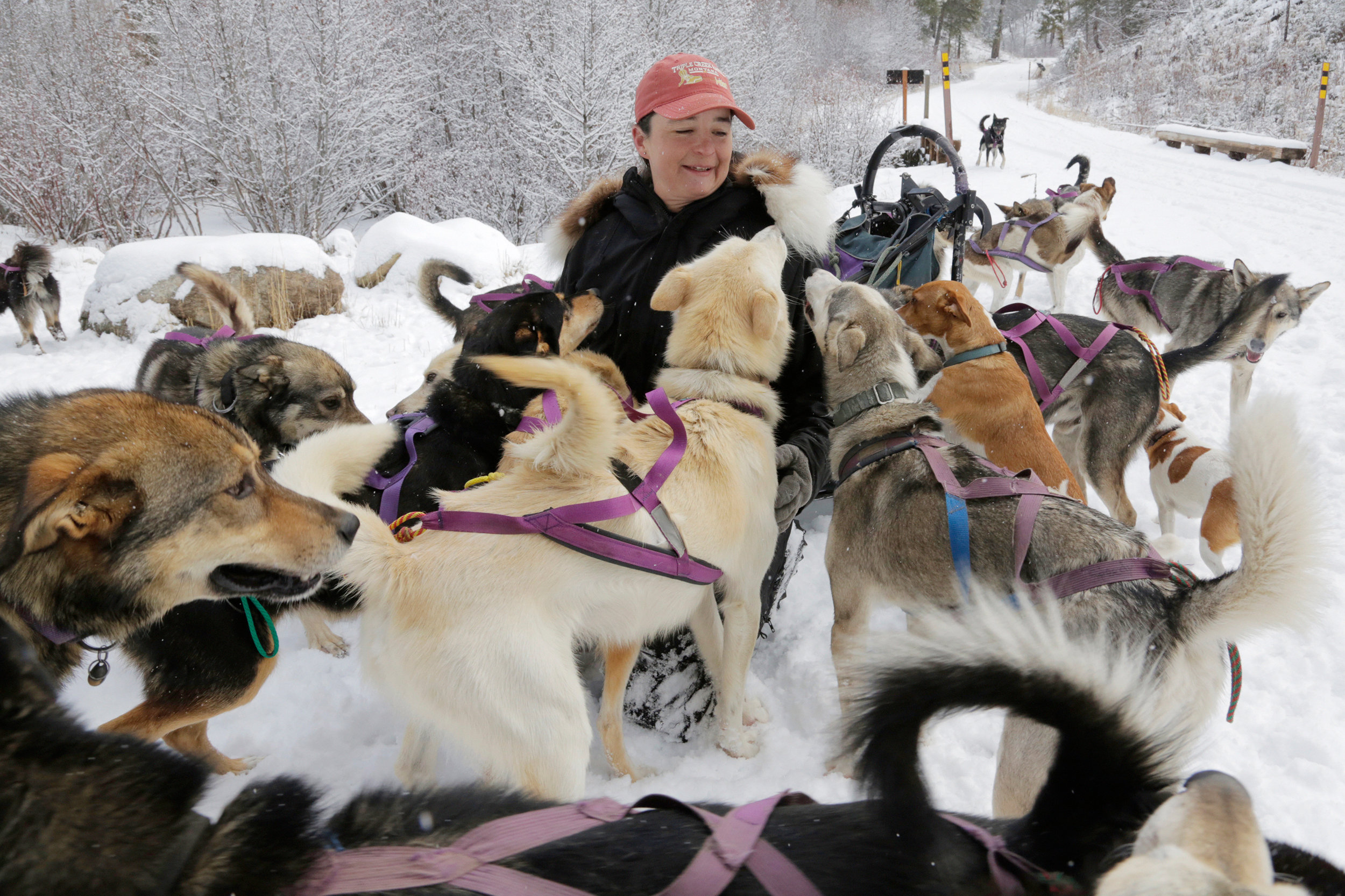 why are sled dogs important