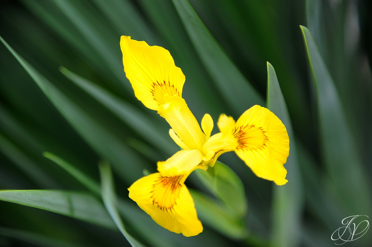 yellow flower, wild yellow flower, yellow lilly