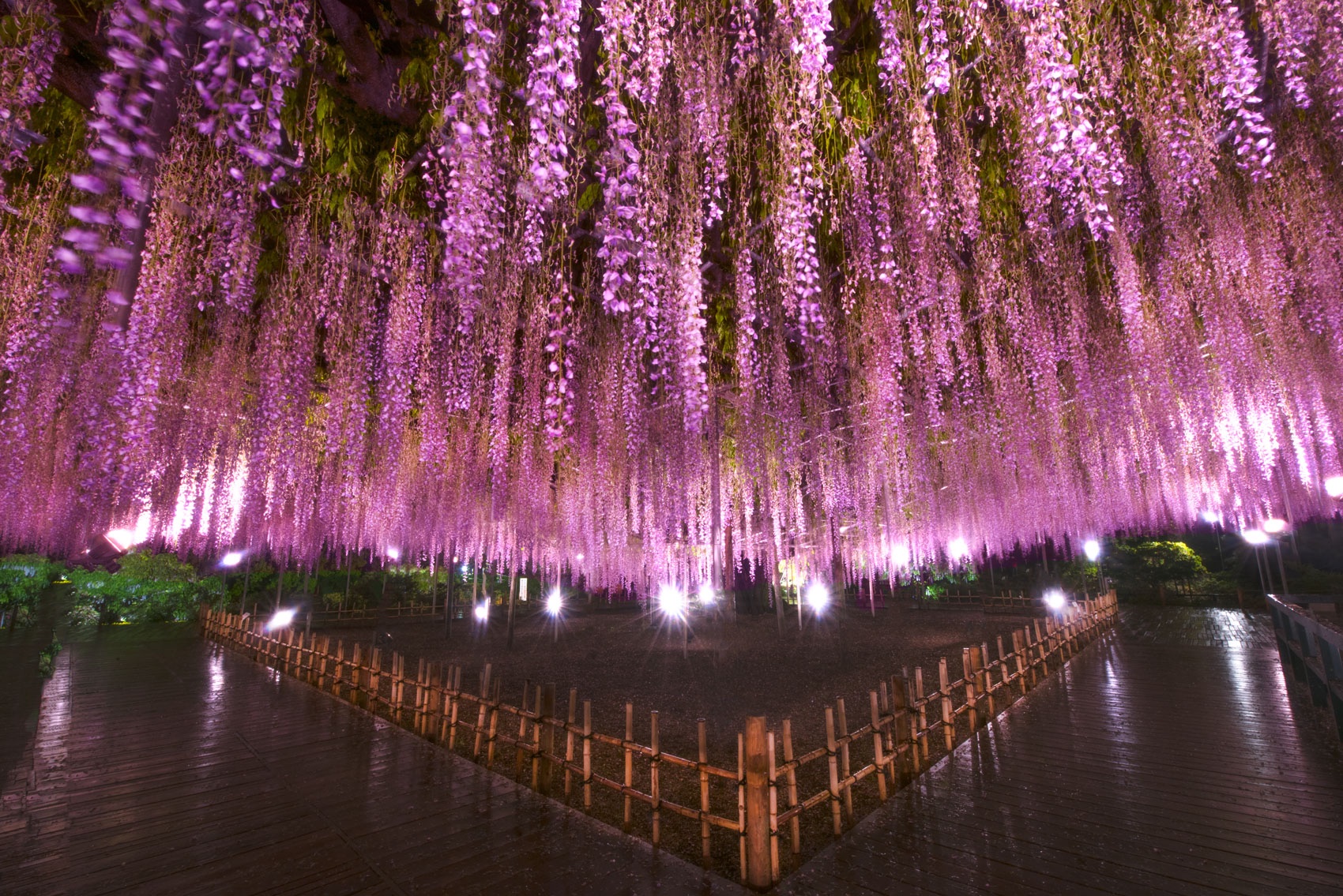 Ashikaga Flower Park Tochigi Japan あしかがフラワーパーク Blain Harasymiw Photography