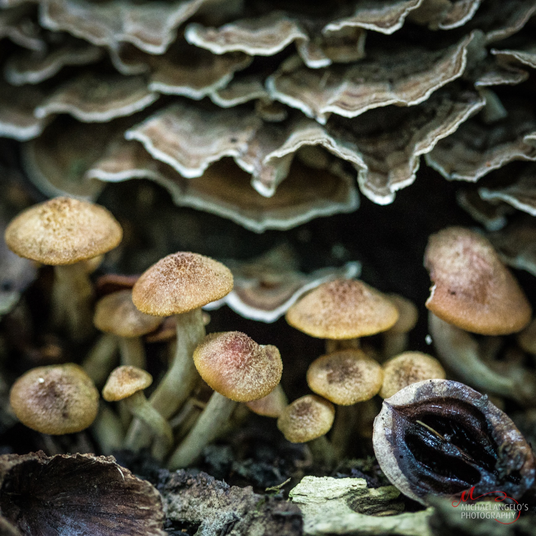 Mushrooms in Northeast Ohio Michaelangelos Photography