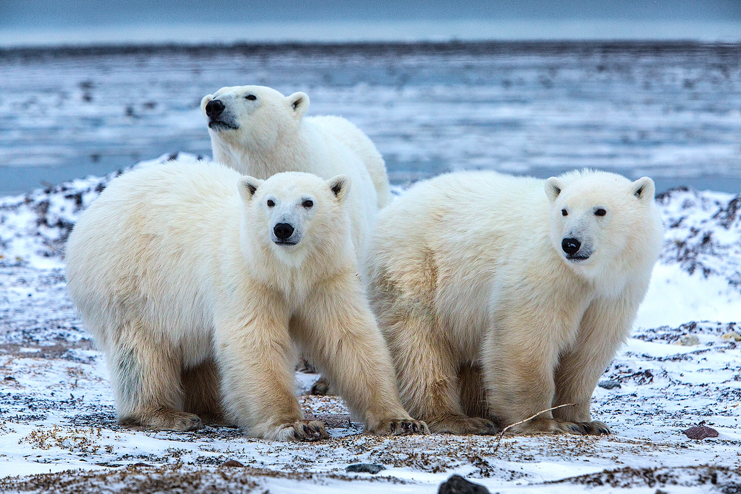 Polar Bears 2023 - Jim Zuckerman Photography & Photo Tours