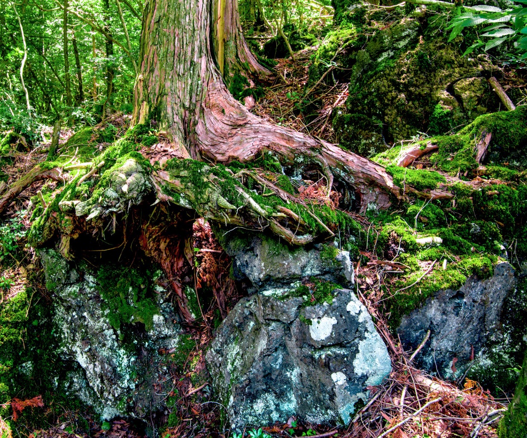 The Mystical Sea Of Trees Aokigahara Jukai