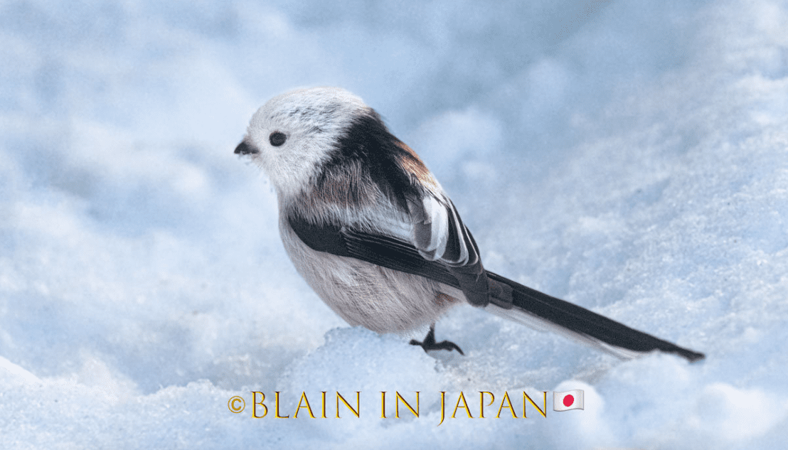 Tori Dango Gotouchi Dango Melon Long-tailed Tit (Hokkaido )