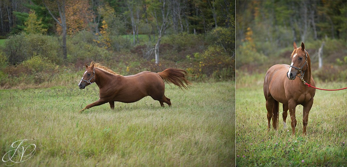 Saratoga Springs Engagement Photographer, Albany Engagement photography, Newly engaged photos, Saratoga pet photographer