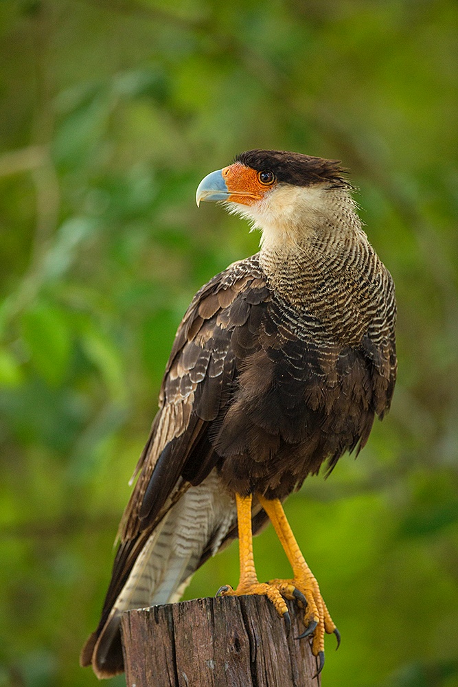 Pantanal - Jim Zuckerman photography & photo tours