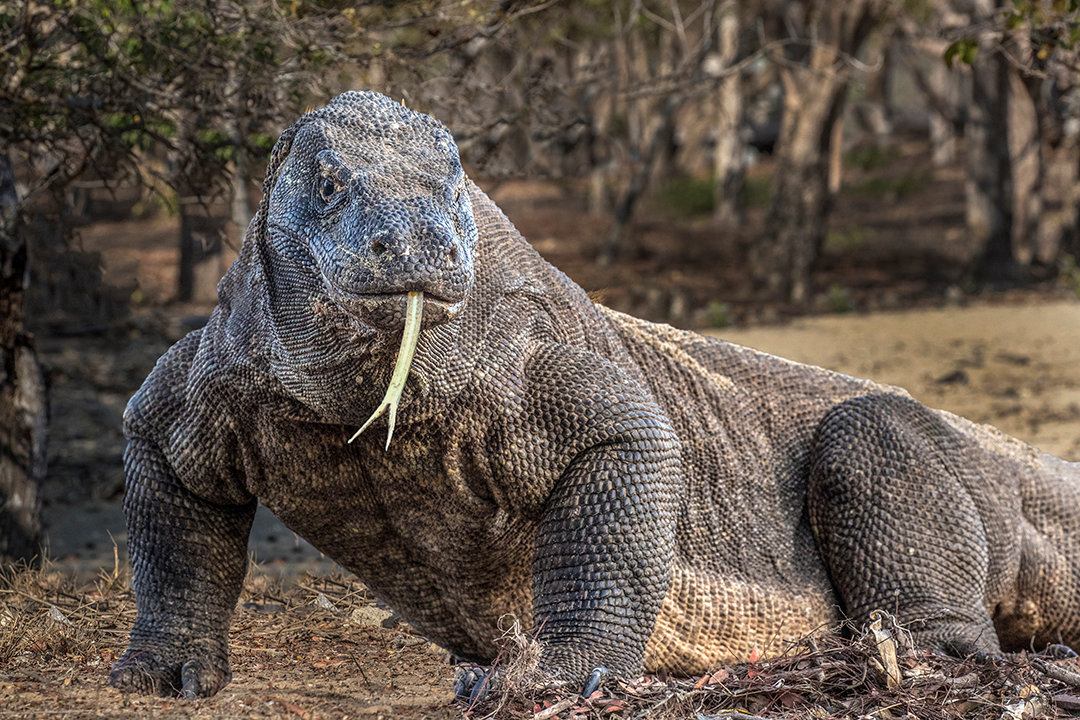 Komodo dragon - Jim Zuckerman photography & photo tours